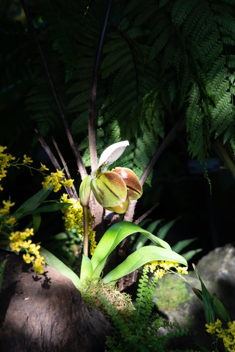 small-orchid-bud-getting-ready-to-bloom-in-the-gar-2026-03-26-10-40-41-utc